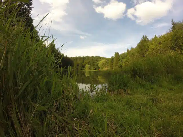 etangs-longeau-hautes-herbes