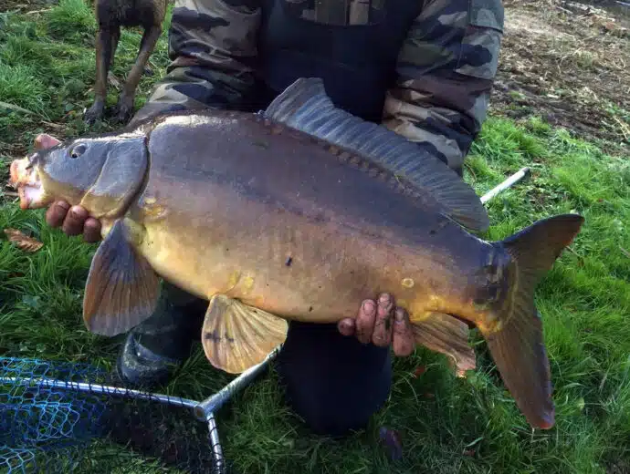 peche-carpe