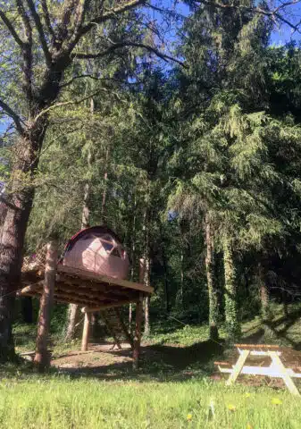 petite-ourse-nature-foret
