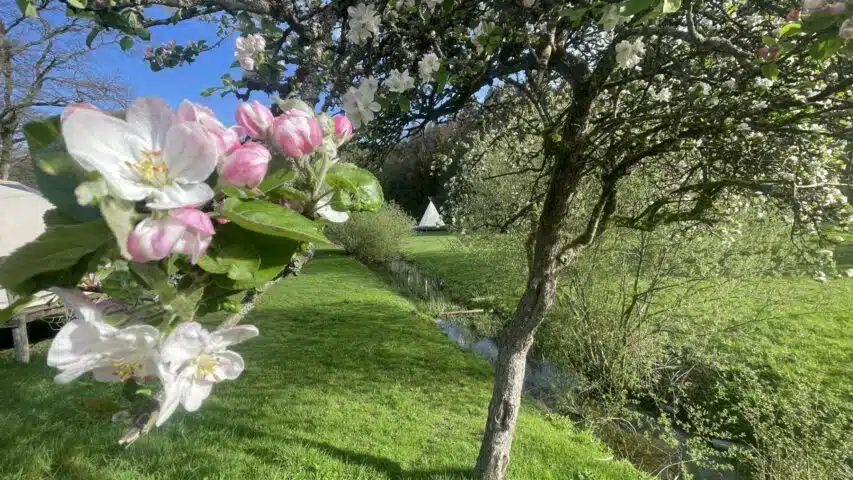 Fleur foxycamp meuse 1